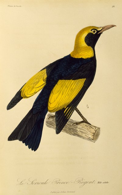 Erwachsenes Männchen des Regent-Laubenvogels (Sericulus chrysocephalus), Gravur aus Histoire naturelle des oiseaux de paradis et des epimagues von René Primevère Lesson