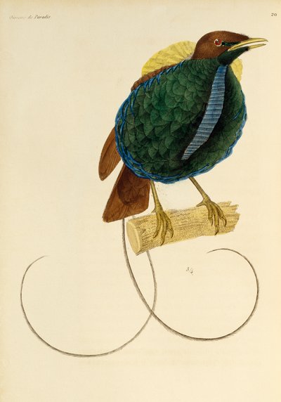 Männchen des Prachtparadiesvogels (Cicinnurus magnificus), Gravur aus Histoire naturelle des oiseaux de paradis et des epimagues von René Primevère Lesson