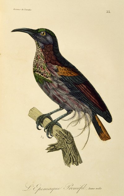 Junger männlicher Paradiesgewehrvogel (Ptiloris paradiseus), Gravur aus Histoire naturelle des oiseaux de paradis et des epimagues von René Primevère Lesson