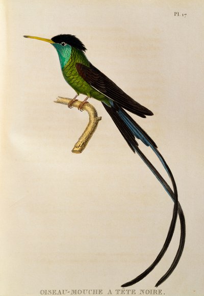 Rotschnabel-Streamer-Schwanz (Trochilus polytmus), Gravur aus Les trochilidees ou les colibris et les oiseaux-mouches von René Primevère Lesson