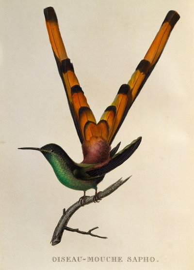 Rotsteiß-Komet (Sappho sparganurus), Gravur aus Les trochilidees ou les colibris et les oiseaux-mouches von René Primevère Lesson