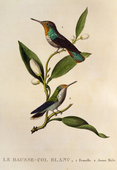 Rubin-Topas-Kolibri Weibchen und junger Männchen (Chrysolampis mosquitus), Gravur aus Les trochilidees ou les colibris et les oiseaux-mouches von René Primevère Lesson