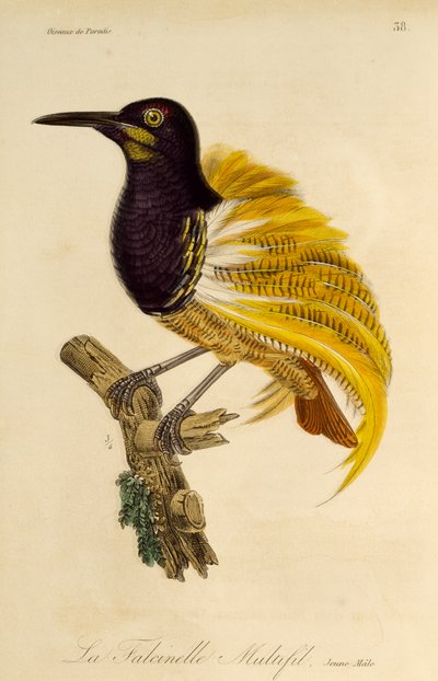 Junger männlicher Zwölfdraht-Paradiesvogel (Seleucidis melanoleuca), Gravur aus Histoire naturelle des oiseaux de paradis et des epimagues von René Primevère Lesson