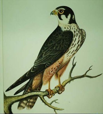 Hobby von Rev. C. Atkinson