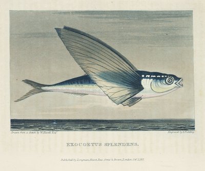 Fliegender Fisch von John Pardon