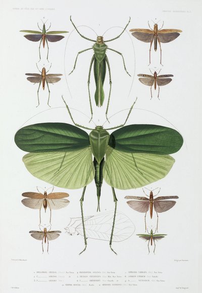 Insektenarten, Teneriffa und Indonesien von John Pardon