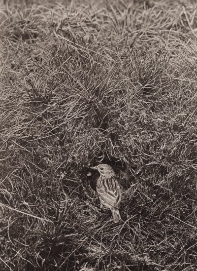 Wiesenpieper von Richard and Cherry Kearton
