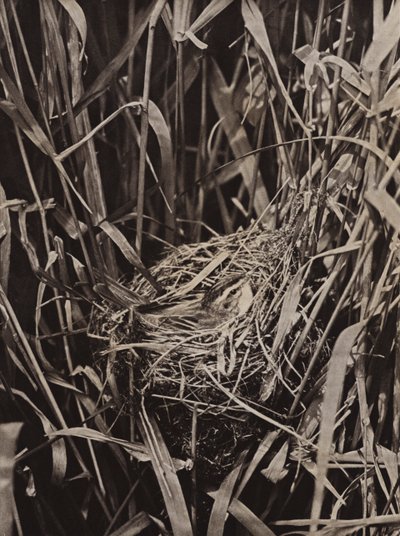 Schilfrohrsänger auf Nest von Richard and Cherry Kearton