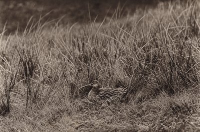 Großer Brachvogel auf Nest von Richard and Cherry Kearton