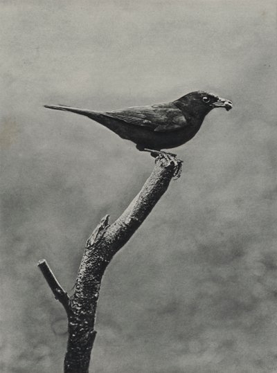 Männliche Amsel mit Futter für Junge von Richard and Cherry Kearton