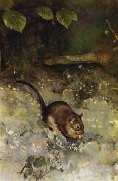 Die braune Ratte von Richard and Cherry Kearton