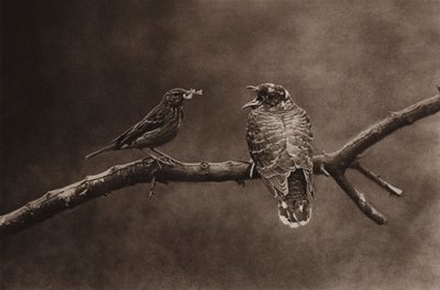 Baumpieper füttert jungen Kuckuck von Richard and Cherry Kearton
