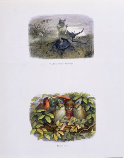 Der Bote der Feenkönigin, und Elf und Eulen, Illustrationen aus 