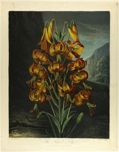 Die prächtige Lilie, aus Der Tempel der Flora von Richard Earlom