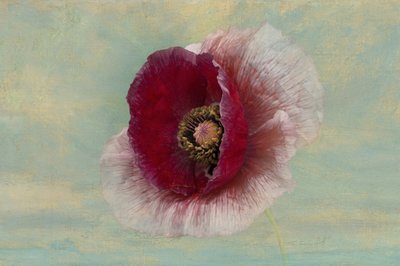 Karmesinrote Mohnblüte von Richard Urbanski