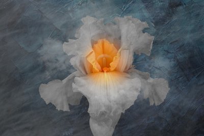 Leuchtende weiße Iris von Richard Urbanski
