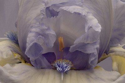 Sanfte Lavendel-Iris von Richard Urbanski