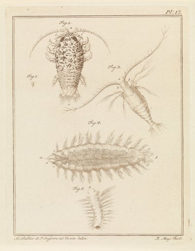 Agaatpissebed, Copepode und Borstelwurm von Robbert Muys