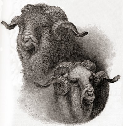 Kopf eines Merino-Widders vor und nach dem Scheren, aus The Century Illustrated Monthly Magazine, veröffentlicht 1884 von Robert Antoine Muller