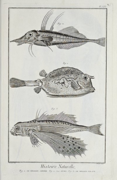 Illustration aus 