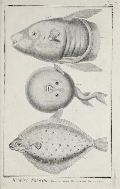 Illustration aus 
