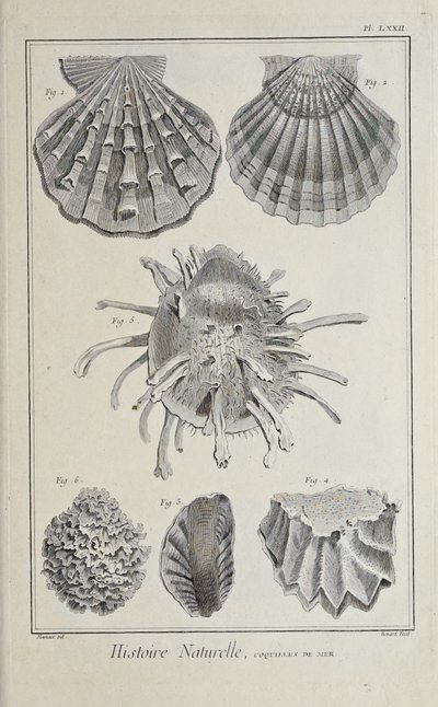 Illustration aus 