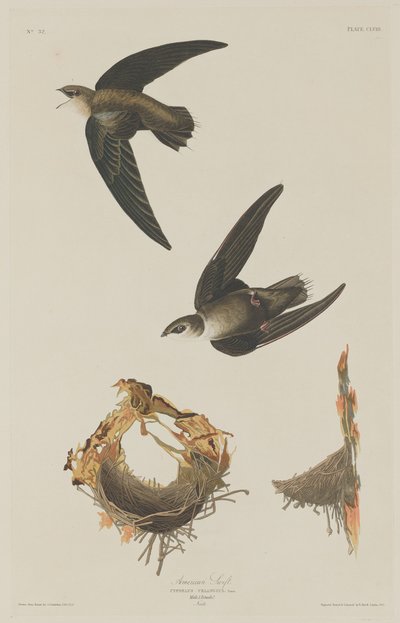 Amerikanischer Mauersegler von Robert Havell