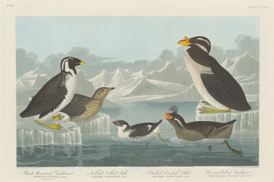 Schwarzkehl-Guillemot, Knopf-Schnabel-Auk, Locken-Kamm-Auk und Horn-Schnabel..., 1838 von Robert Havell