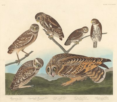 Erdkauz, Großköpfiger Erdkauz und Kleiner Nachtkauz, 1838 von Robert Havell