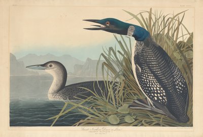 Eistaucher oder Seetaucher, 1836 von Robert Havell