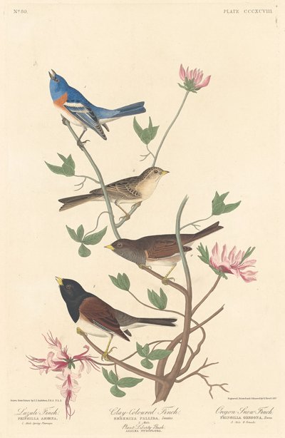 Lazulifink, Lehmfarbener Fink und Oregon-Schneefink, 1837 von Robert Havell