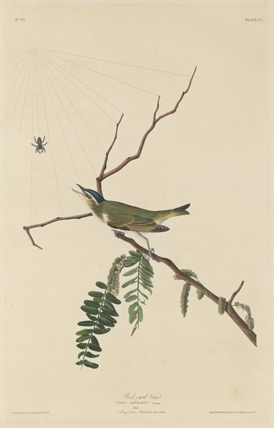 Rotaugenvireo, 1832 von Robert Havell