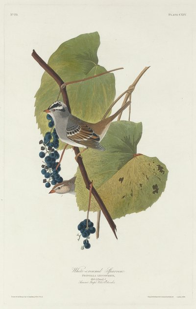 Weißkronensperling, 1831 von Robert Havell