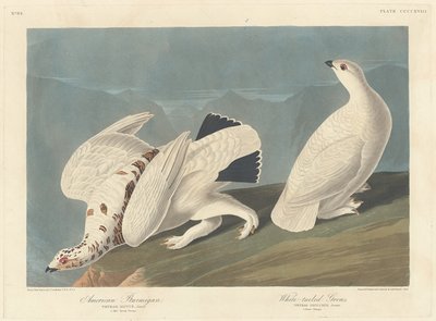 Amerikanisches Schneehuhn und Weißschwanz-Schneehuhn von Robert Havell after John James Audubon