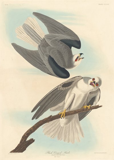 Schwarzflügeliger Falke von Robert Havell after John James Audubon