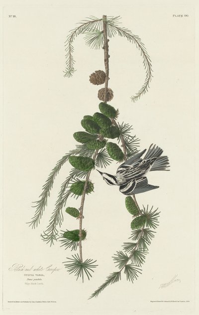 Schwarz-Weiß-Baumläufer von Robert Havell after John James Audubon