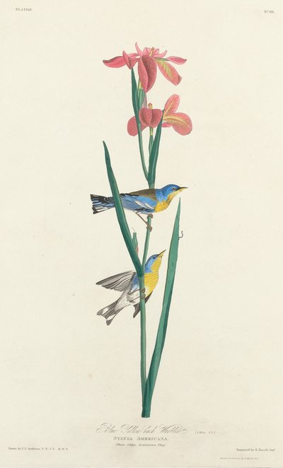 Blau-Gelb-Rückensänger von Robert Havell after John James Audubon