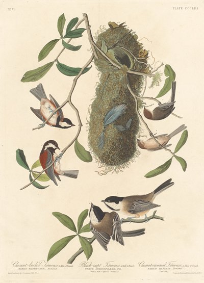 Kastanienmeise, Schwarzmeise und Kastanienkronenmeise von Robert Havell after John James Audubon