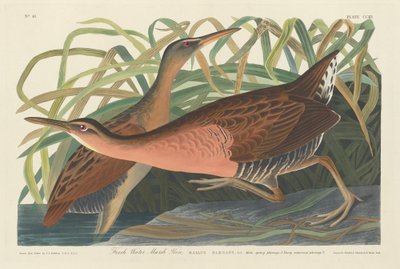Sumpfhuhn von Robert Havell after John James Audubon