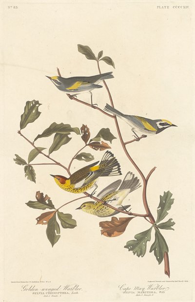 Goldflügel-Waldsänger und Cape-May-Waldsänger von Robert Havell after John James Audubon