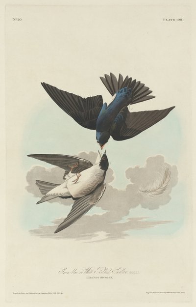 Grün-blaue oder Weißbauchschwalbe von Robert Havell after John James Audubon
