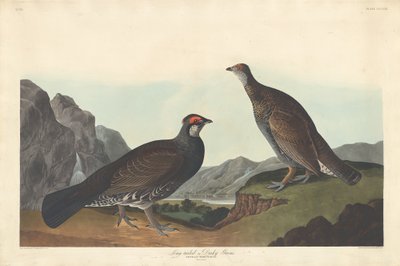 Langschwanz- oder Dunkelgrouse von Robert Havell after John James Audubon