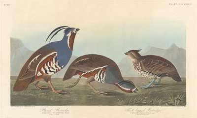 Gefiederte Rebhuhn und Dickbein-Rebhuhn von Robert Havell after John James Audubon