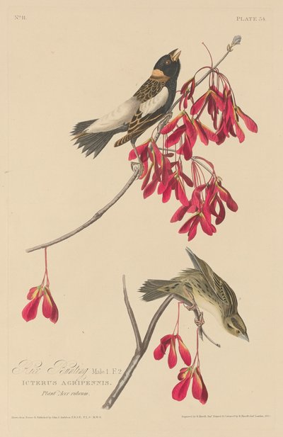 Reisammer von Robert Havell after John James Audubon