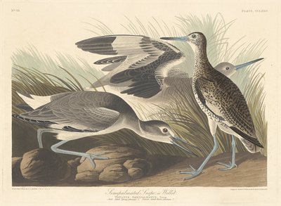 Halbpalmen-Schnepfe oder Willet von Robert Havell after John James Audubon