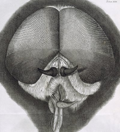 Graue Drohnenfliege, Beobachtung XXXIX aus Hookes Micrographia, 1664 von Robert Hooke