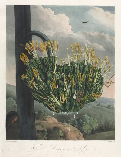 Der Tempel der Flora oder Garten der Natur: Die Amerikanische Aloe von Robert John Thornton