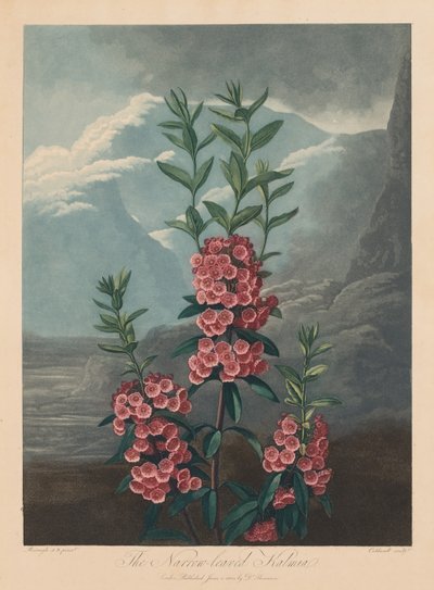 Der Tempel der Flora, oder Garten der Natur: Die schmalblättrige Kalmie, Berglorbeer von Robert John Thornton