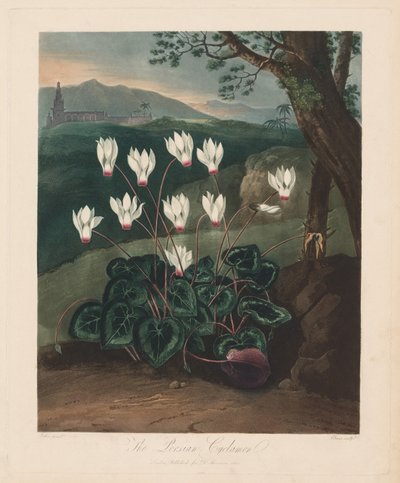 Der Tempel der Flora oder Garten der Natur: Die Persische Alpenveilchen von Robert John Thornton