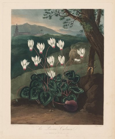 Der Tempel der Flora oder Garten der Natur: Das persische Alpenveilchen, 1799-1807 von Robert John Thornton